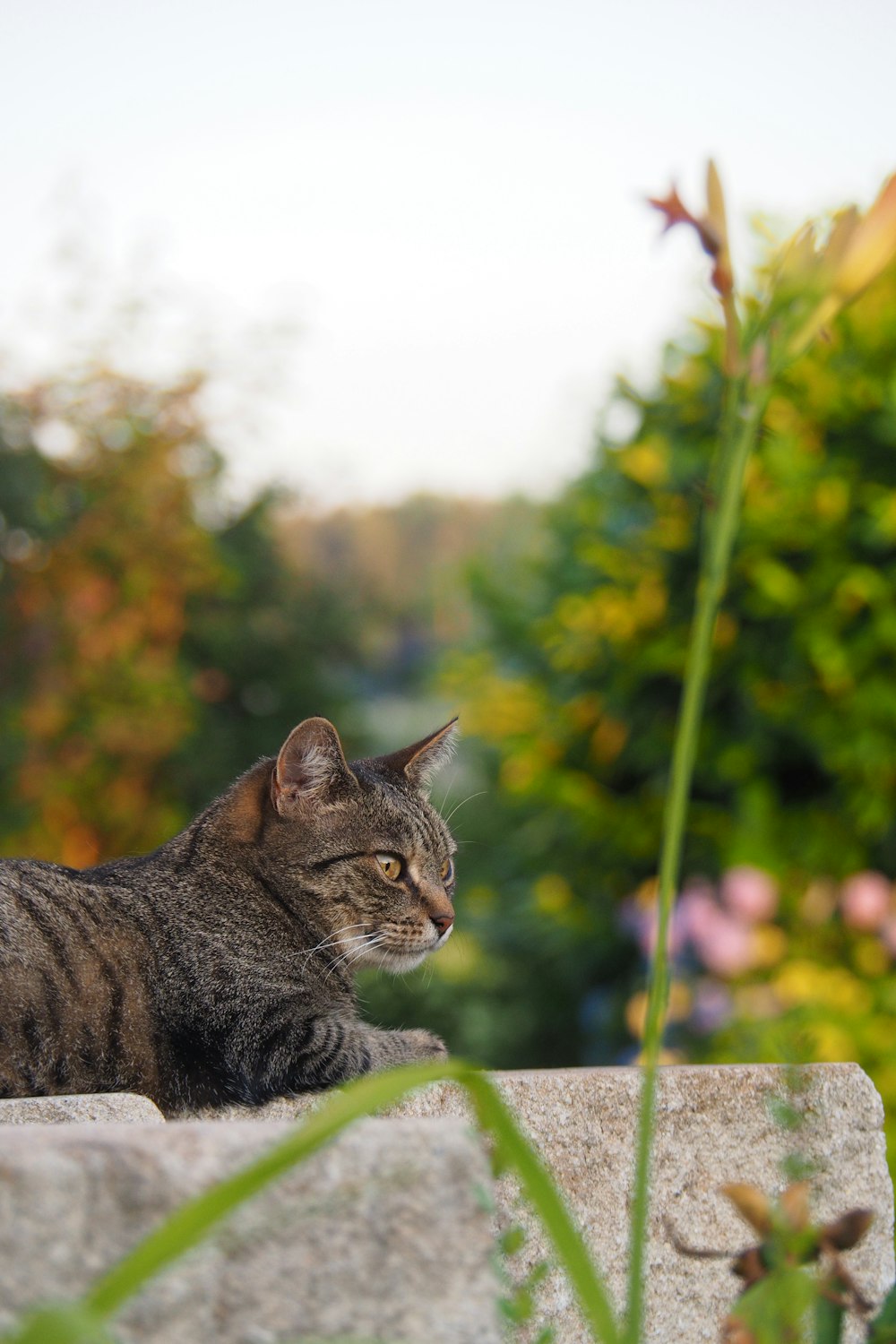 a cat sitting on a rock