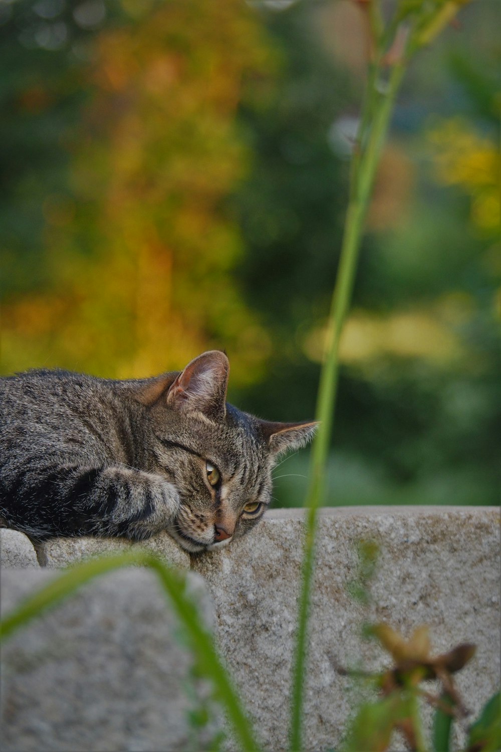 a cat lying on a stone wall