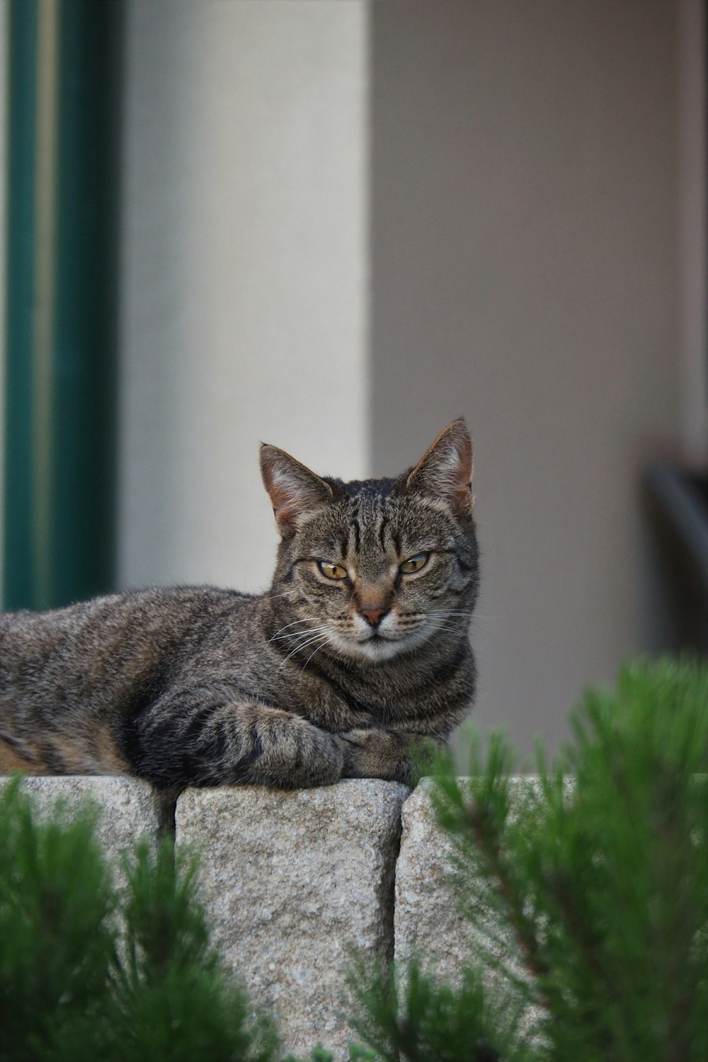 a cat lying on a rock