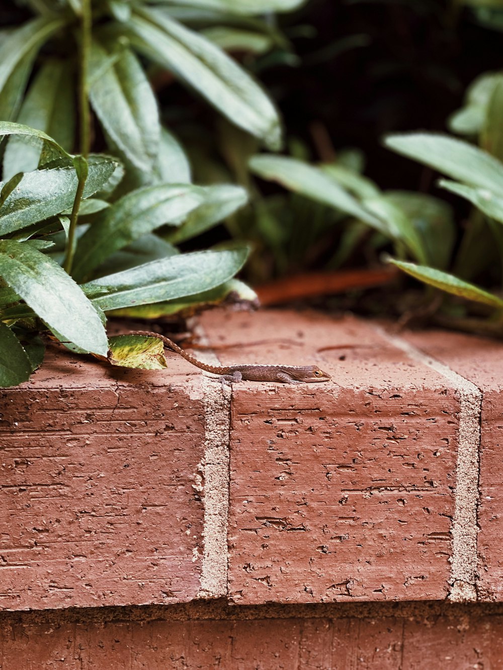 a brick wall with plants growing on it