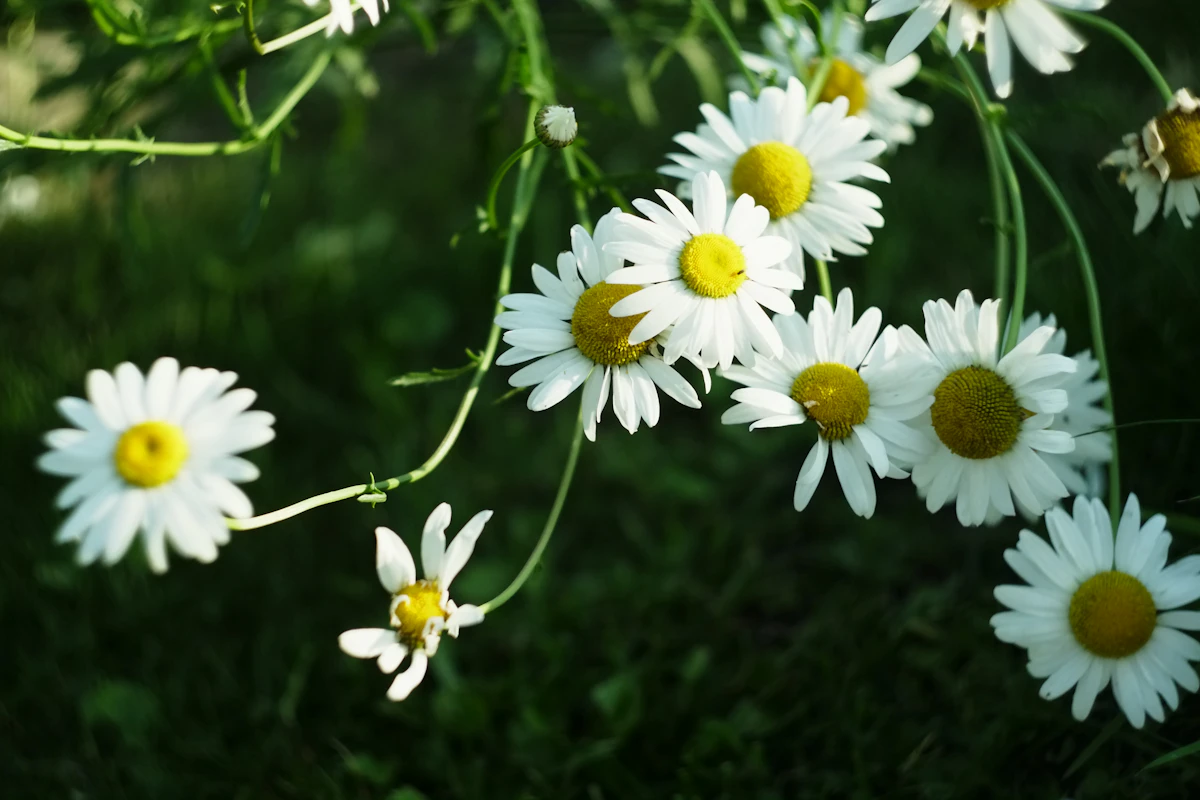Chamomile Babune ka Phool Growing India — Sleep Anxiety Tea Encyclopedia