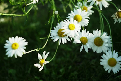 Chamomile Babune ka Phool Growing India — Sleep Anxiety Tea Encyclopedia