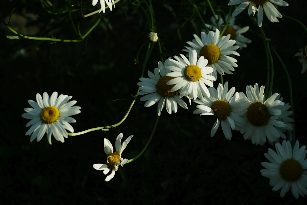 un groupe de fleurs blanches