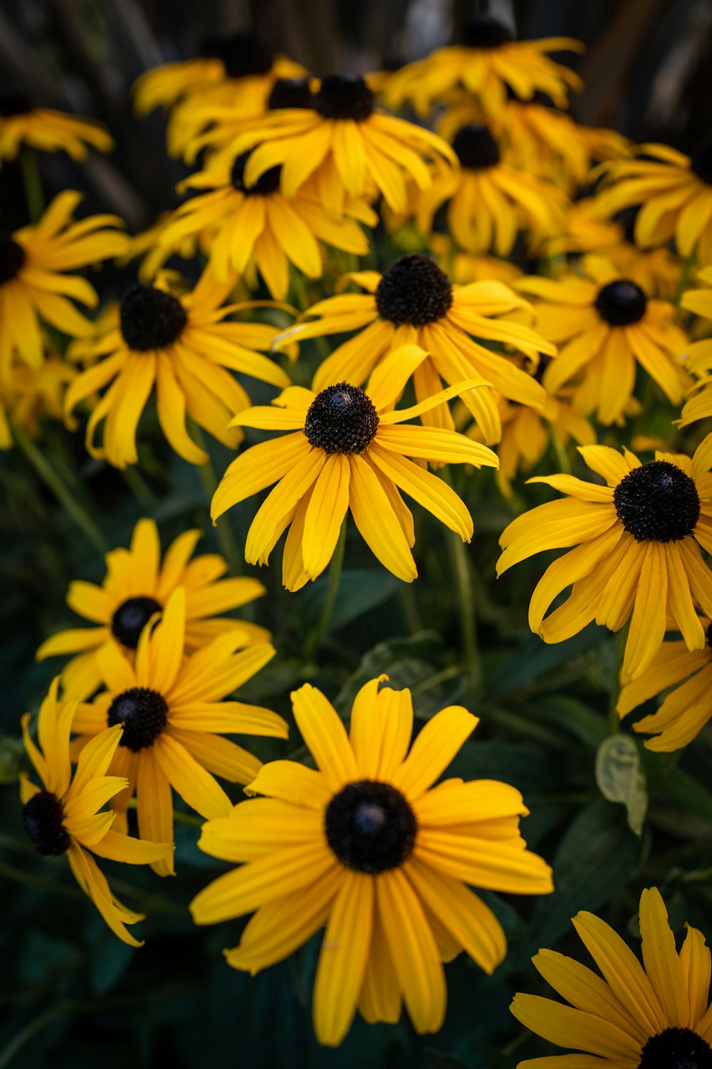 a group of yellow flowers