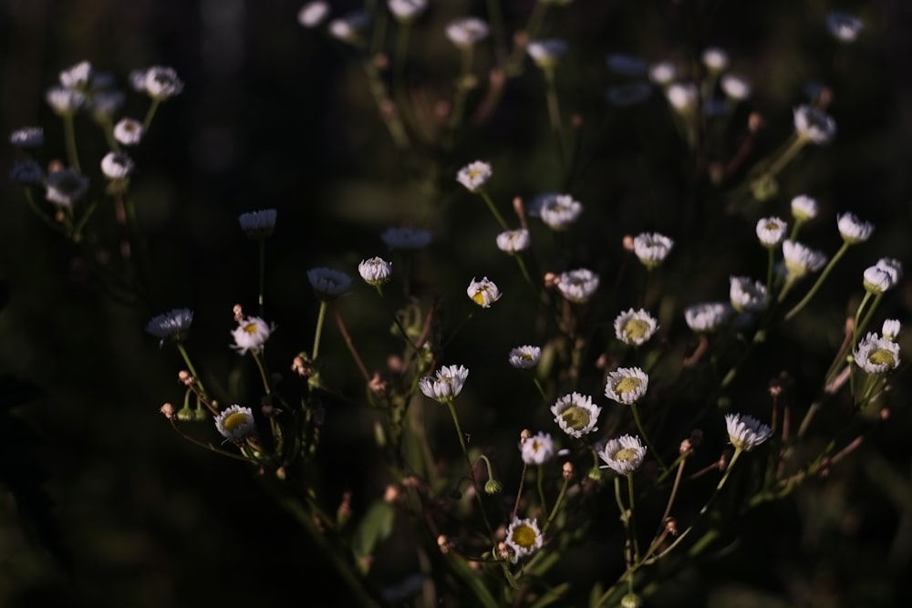 a close up of flowers