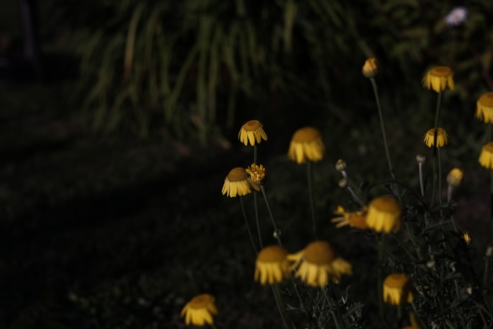 a group of yellow flowers