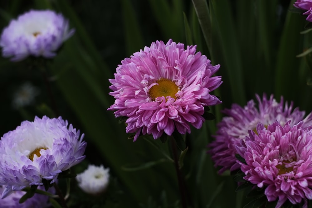 a close up of a flower