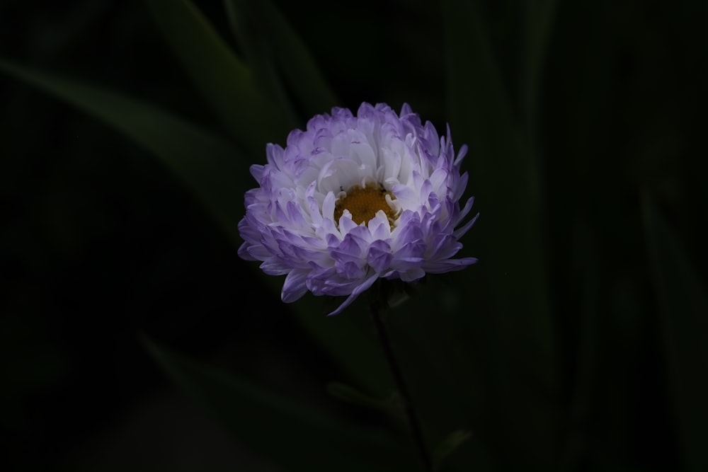 une fleur violette avec un centre jaune