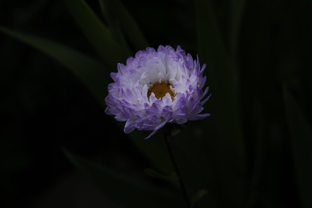 a purple flower with yellow center