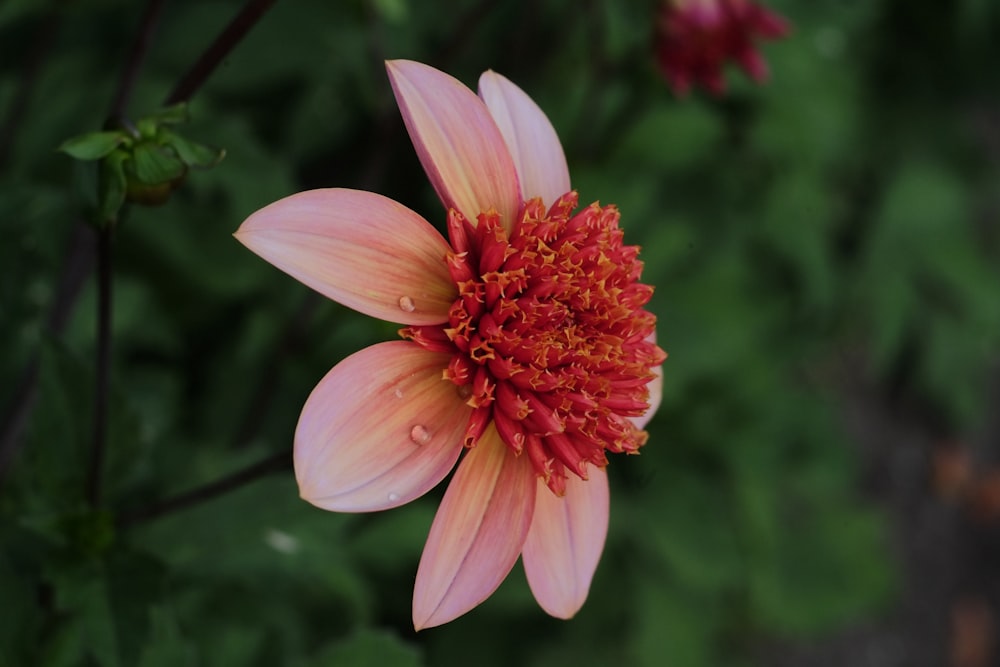 a pink flower with a white center