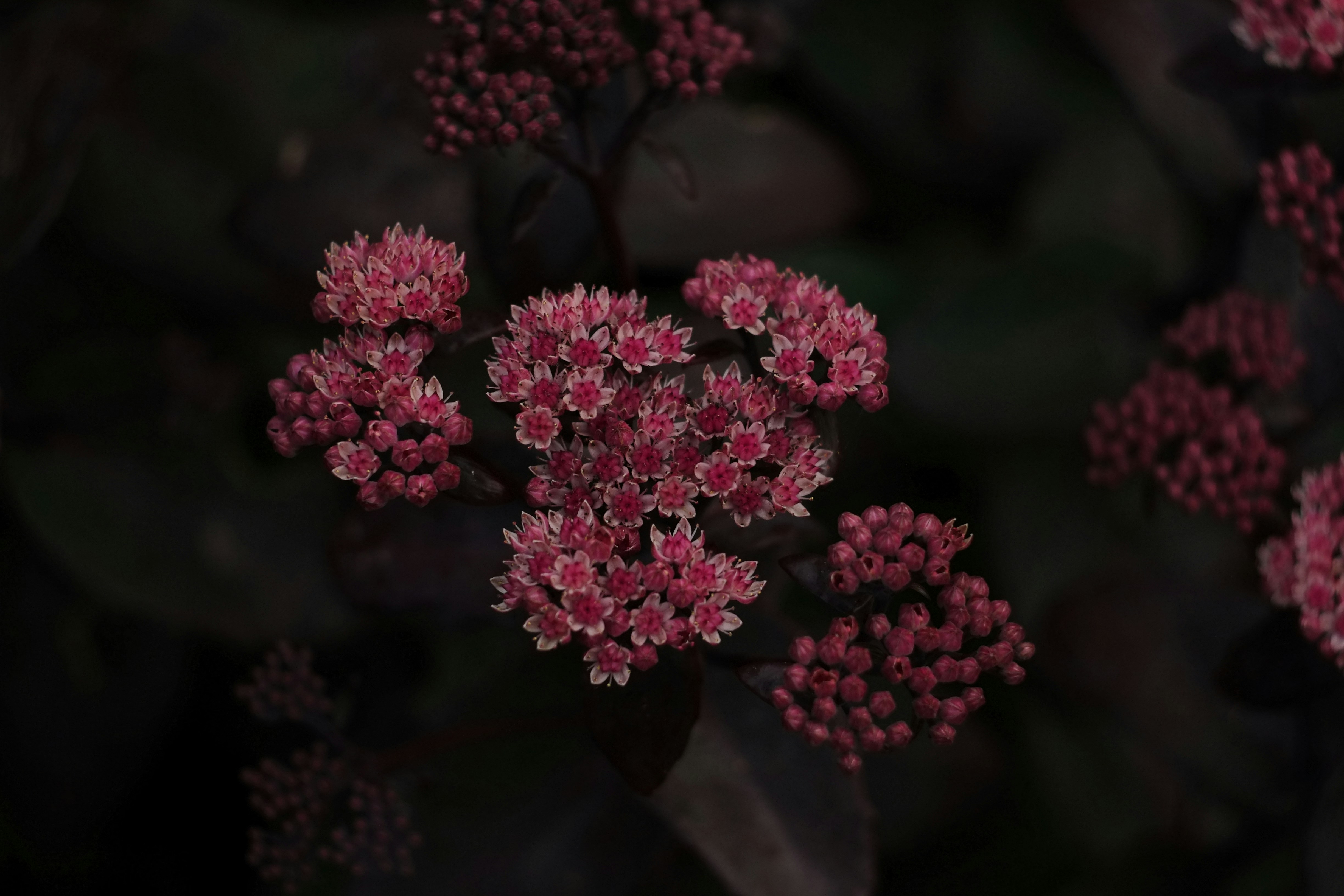 Photo by homealua