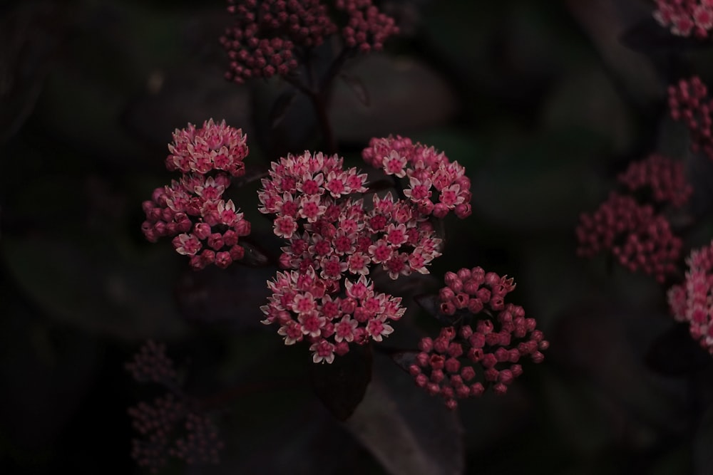 a close up of some flowers