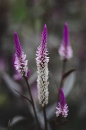 close up of purple flowers