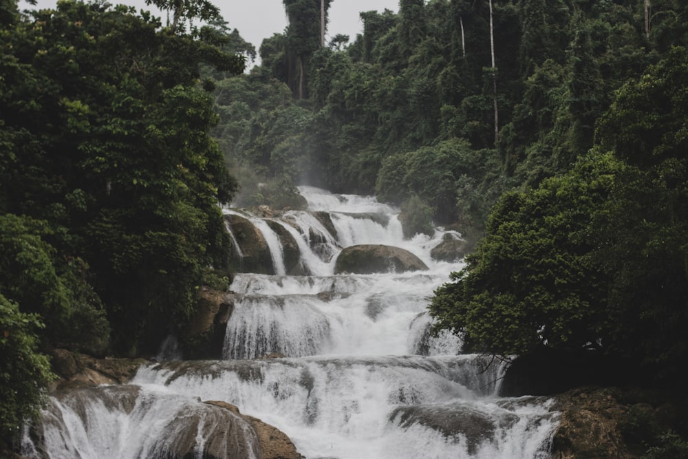 Dunn's River Falls in a forest