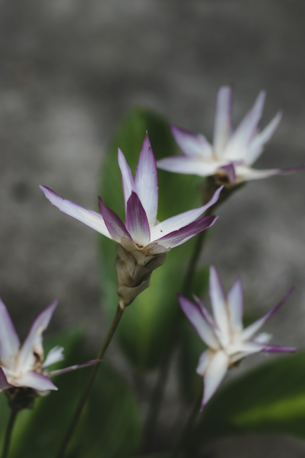 um close up de uma flor