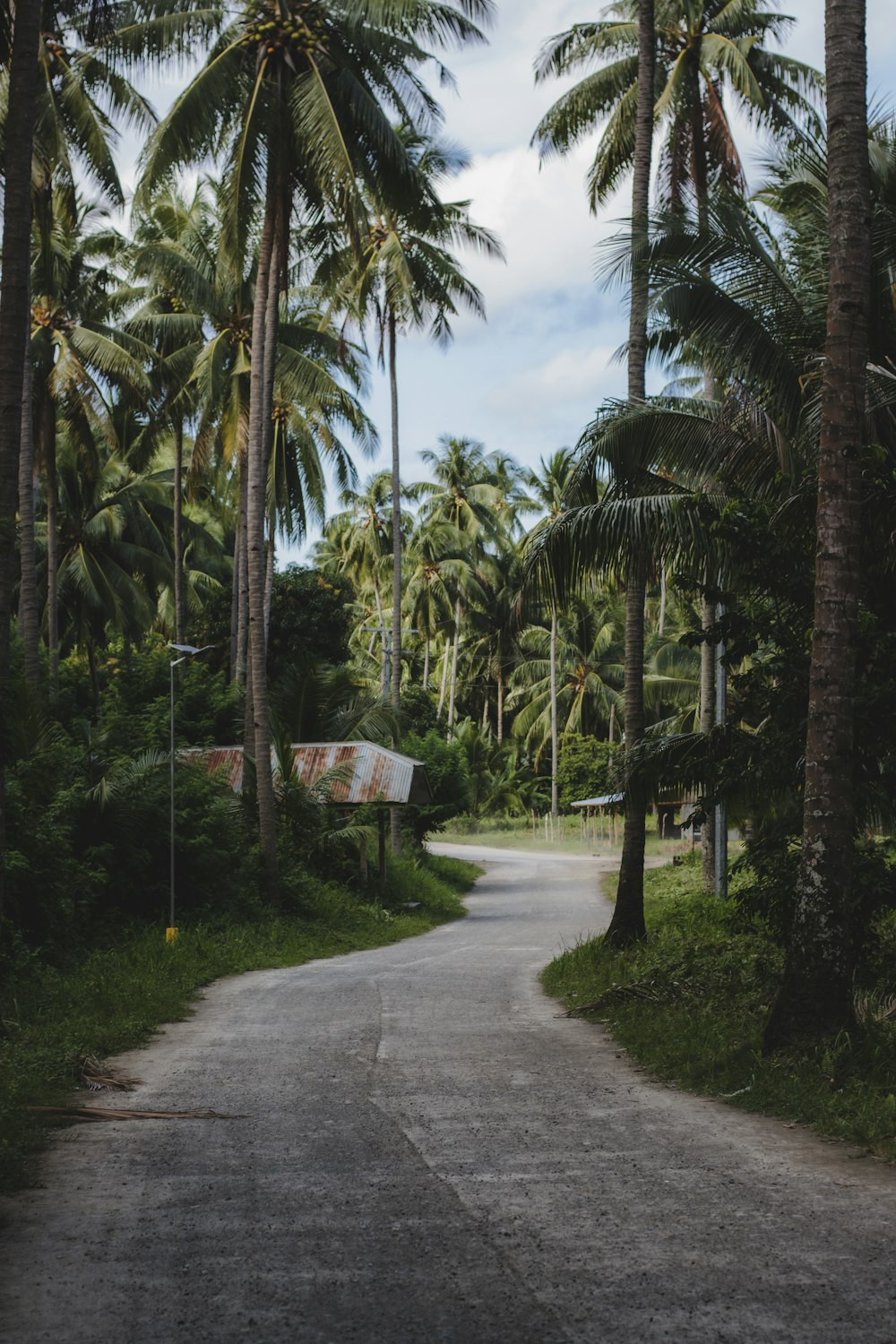 a road with palm trees on either side of it