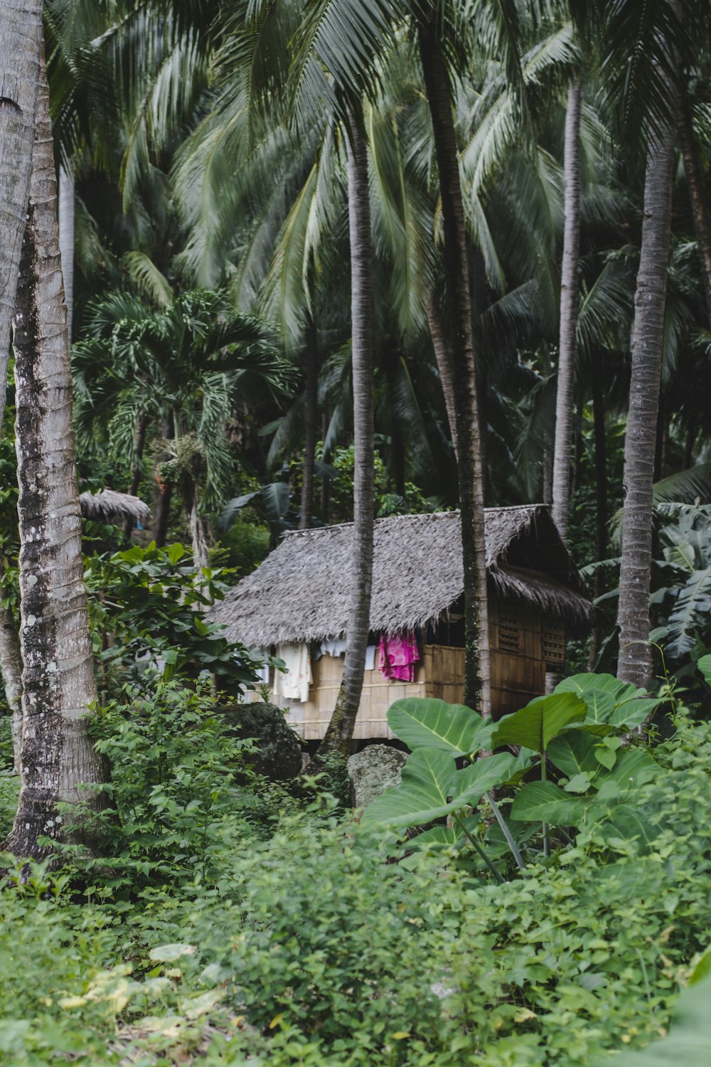 a house surrounded by trees