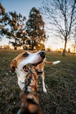 a dog with a stick in its mouth