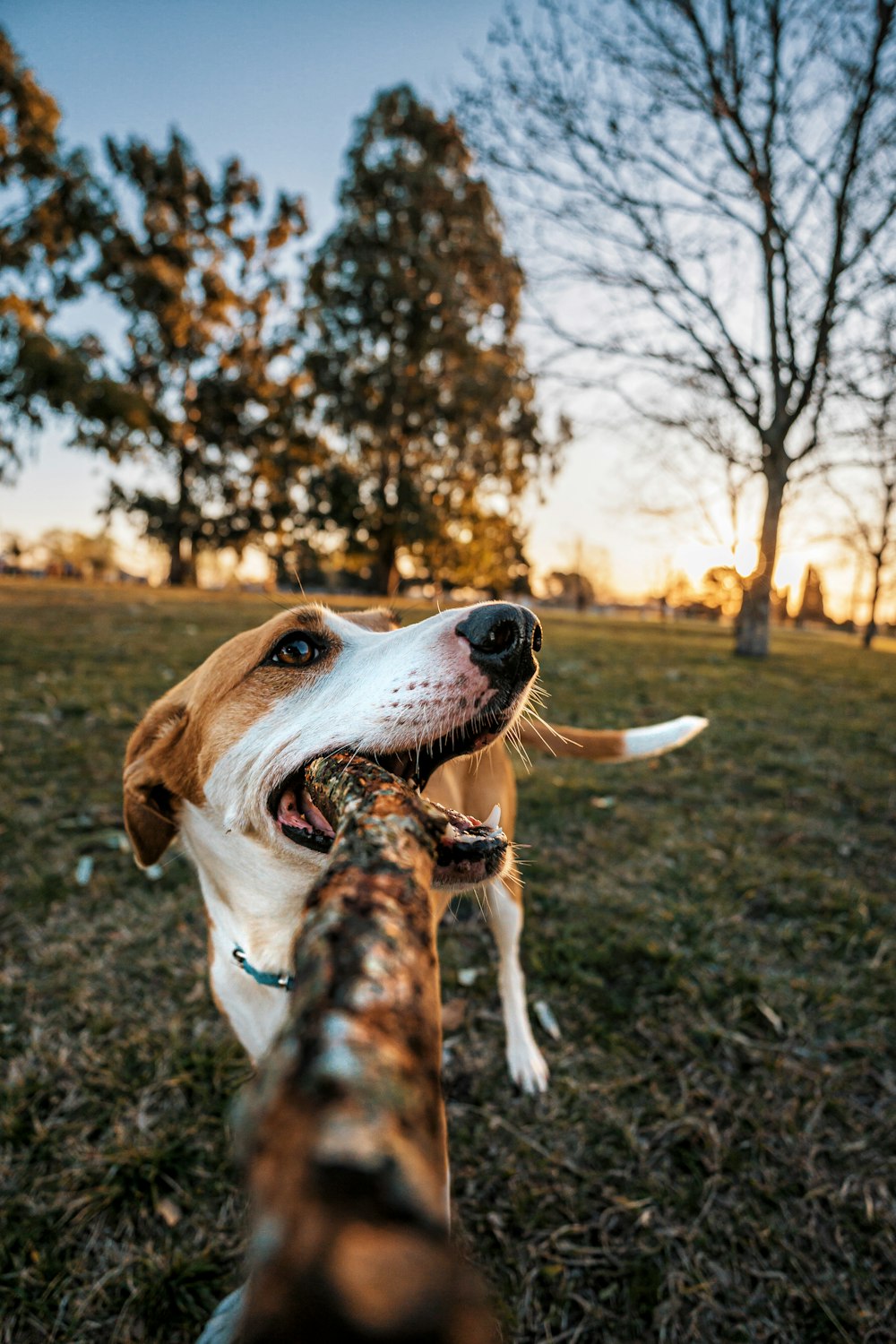 a dog with a stick in its mouth