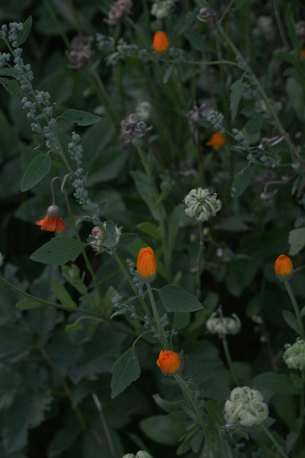 a group of flowers