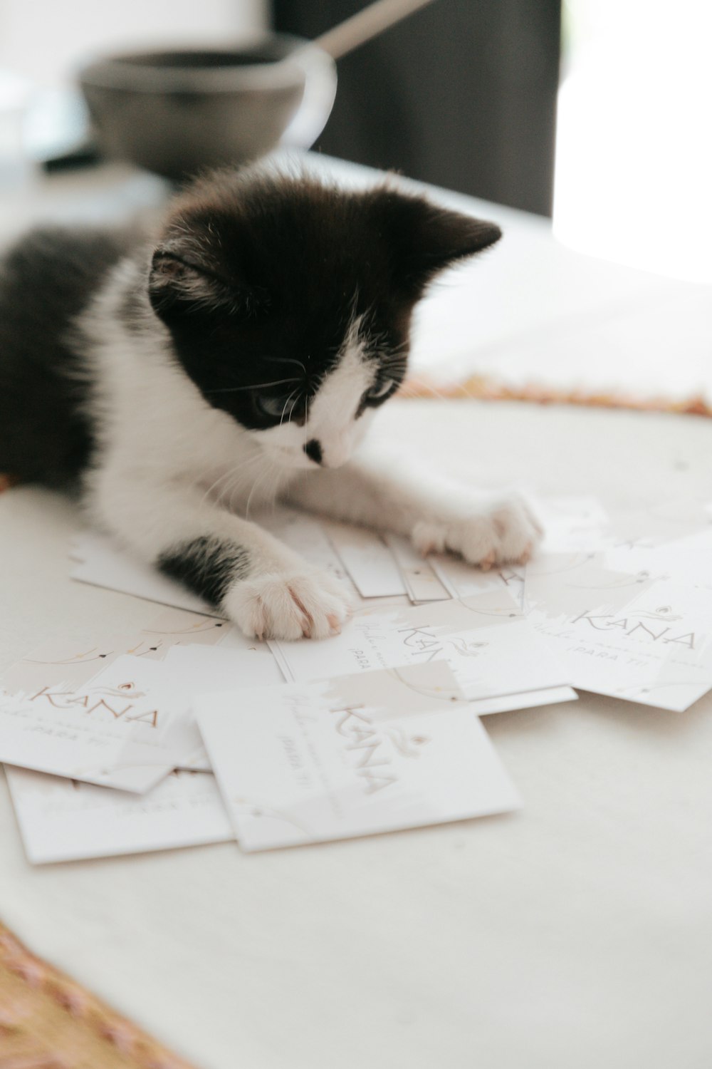 Eine Katze liegt auf einem Blatt Papier