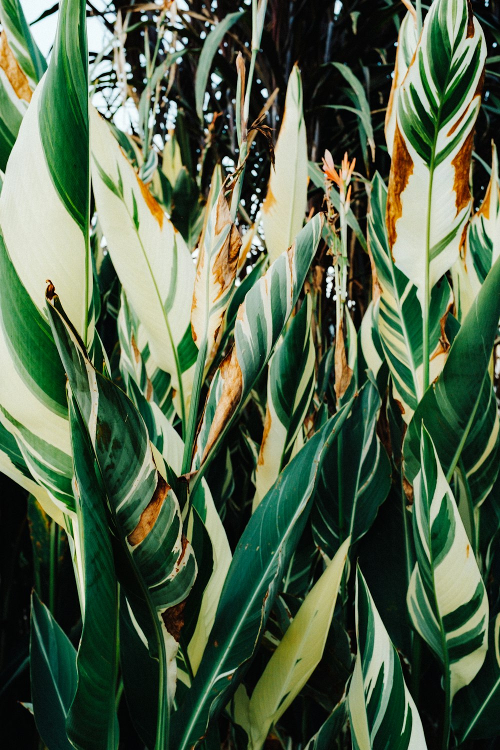 a group of butterflies on a leaf