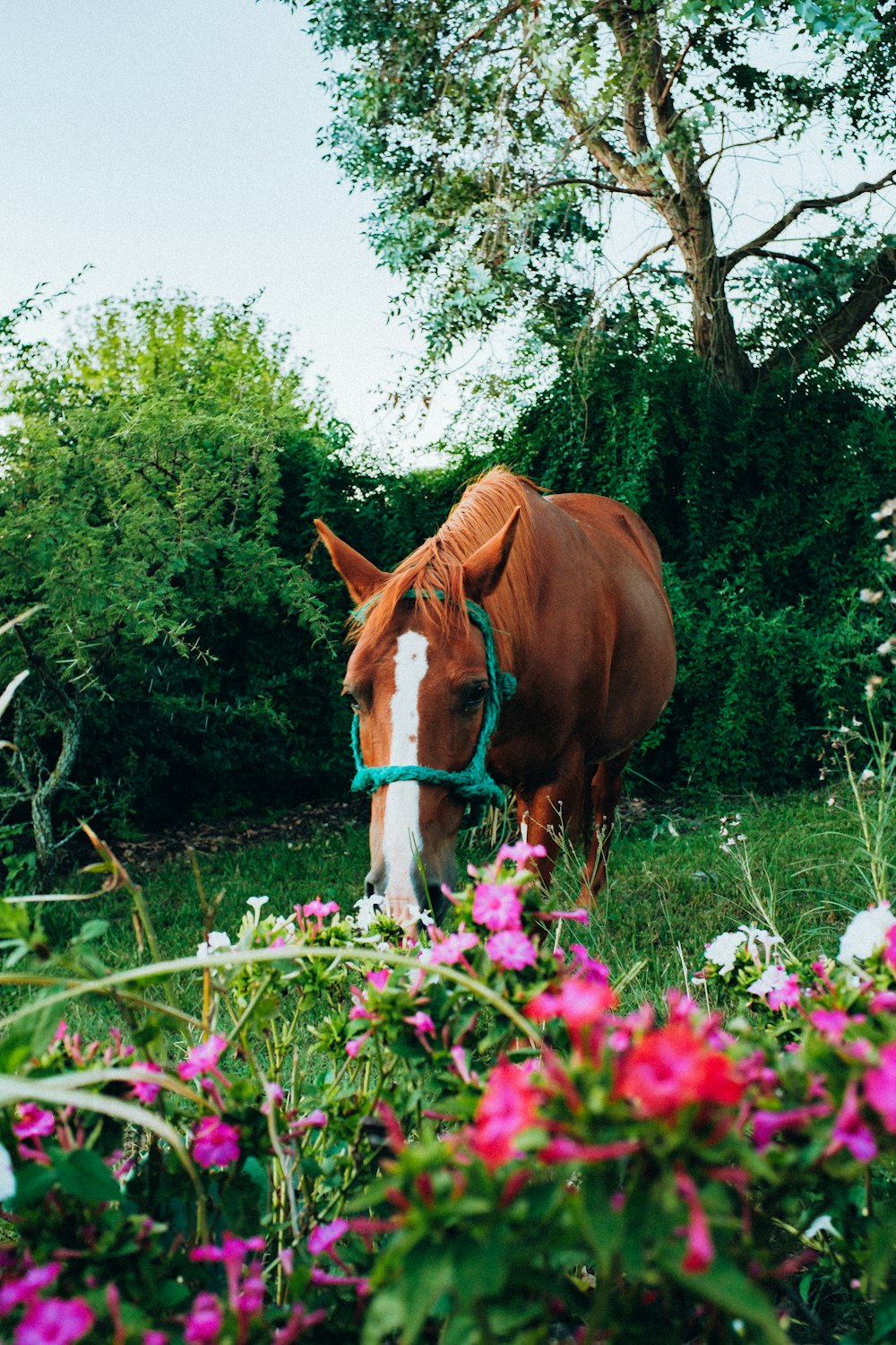 a horse in a garden