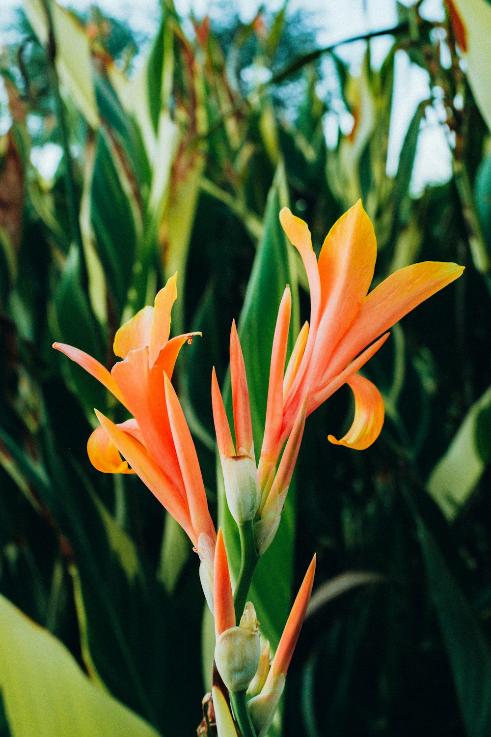 Un grupo de flores