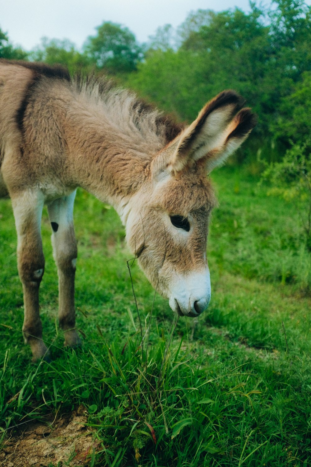 Ein Esel auf einem Feld