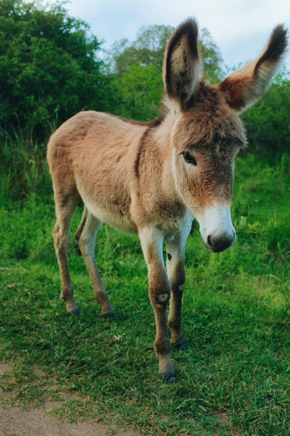 a donkey standing in a grassy area