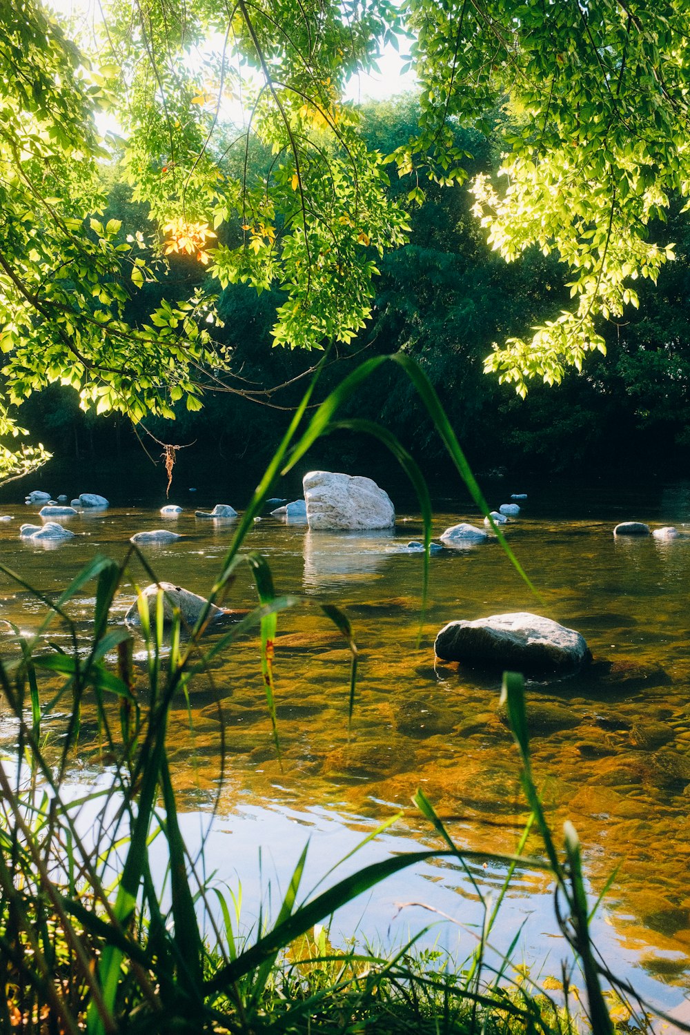 a stream running through a lush green forest