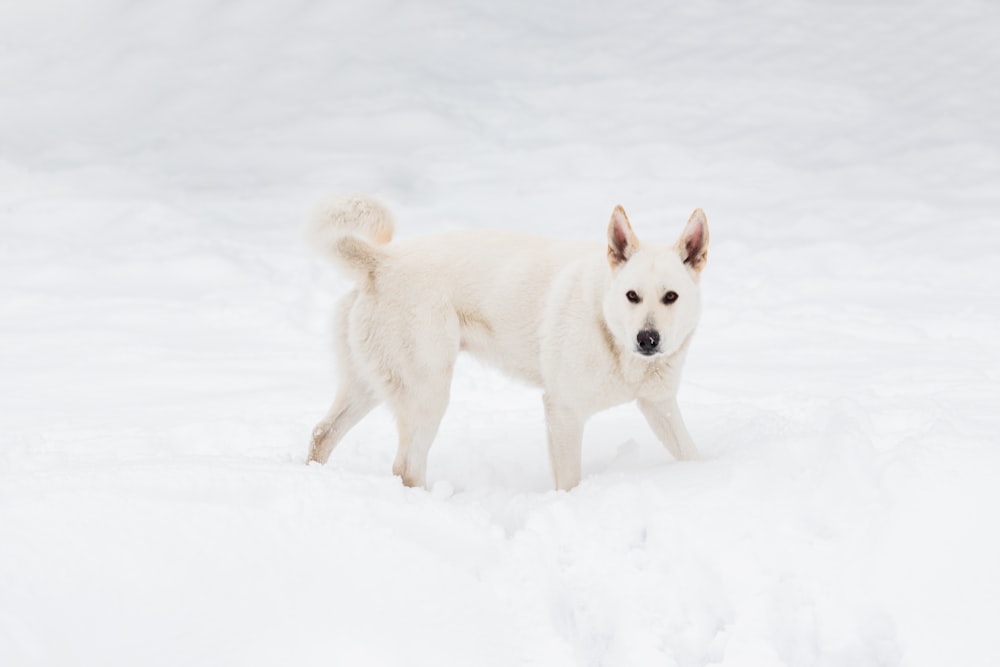 Un chien blanc dans la neige