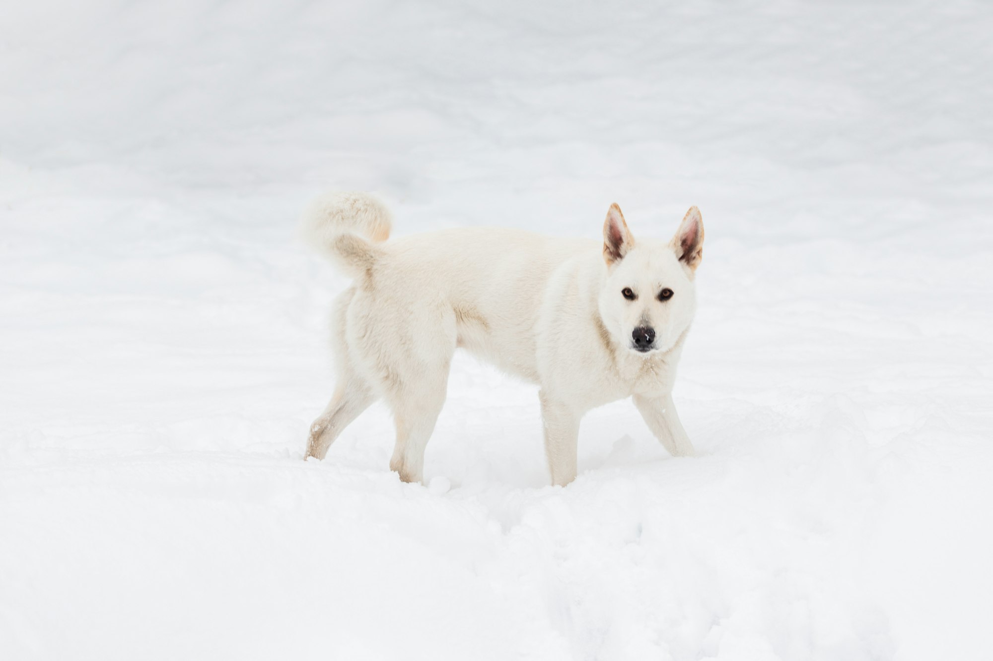 White German Shepherd