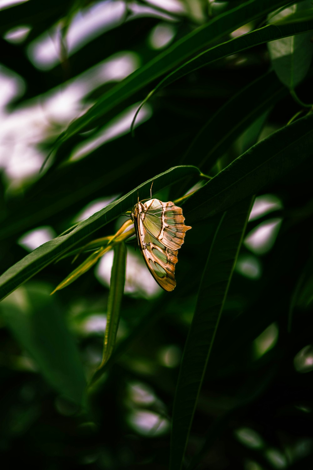 a spider on a web