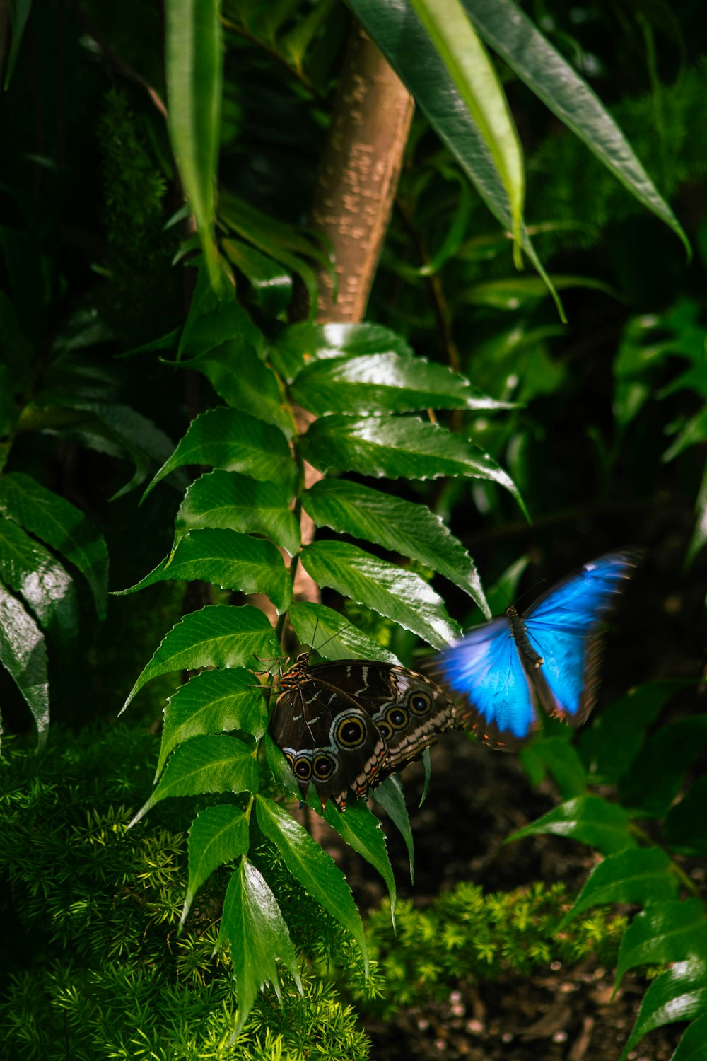 a couple of butterflies on a leaf