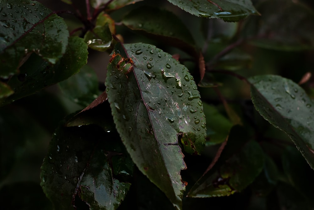 a close up of a leaf