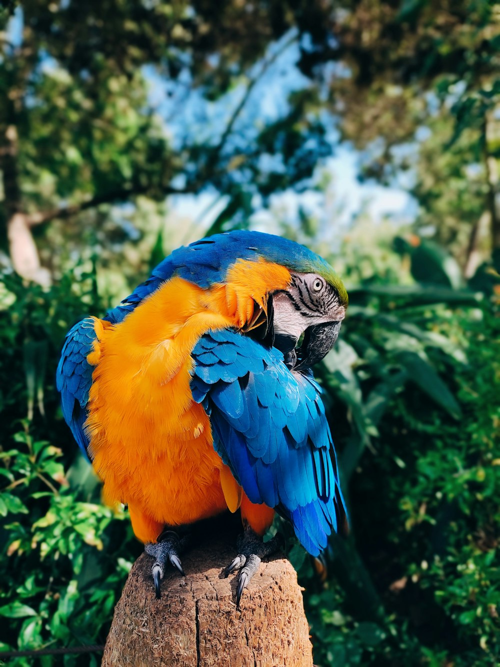 a colorful bird on a tree stump