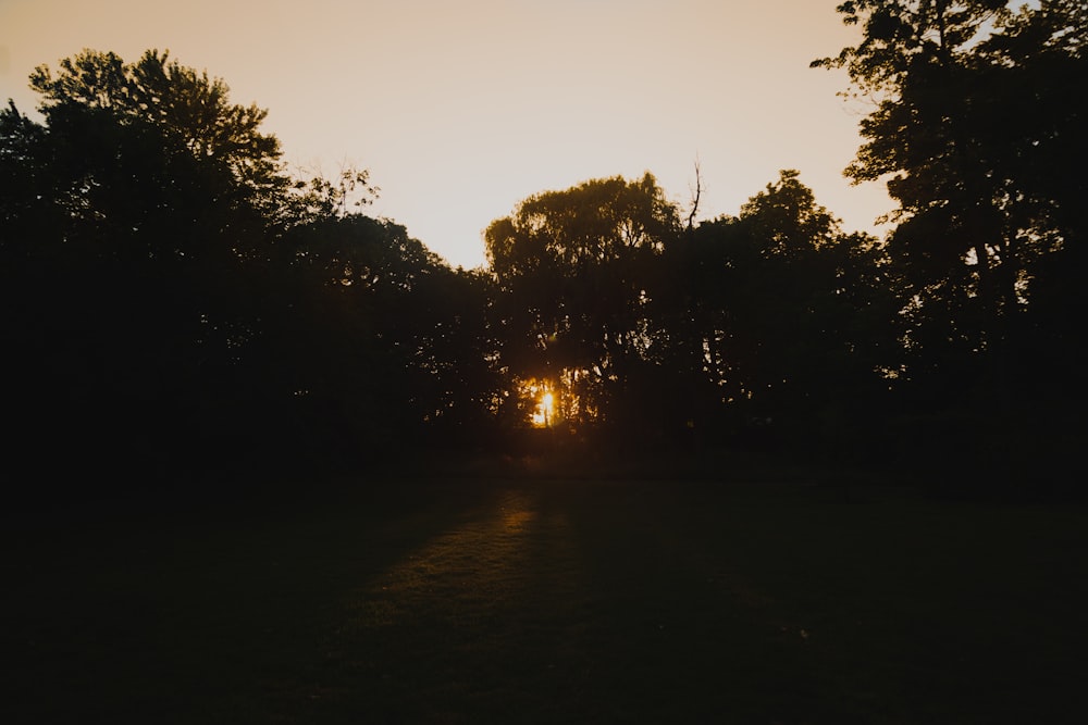 a sunset behind trees