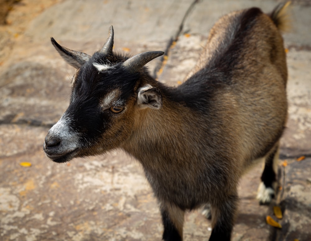 a goat with horns