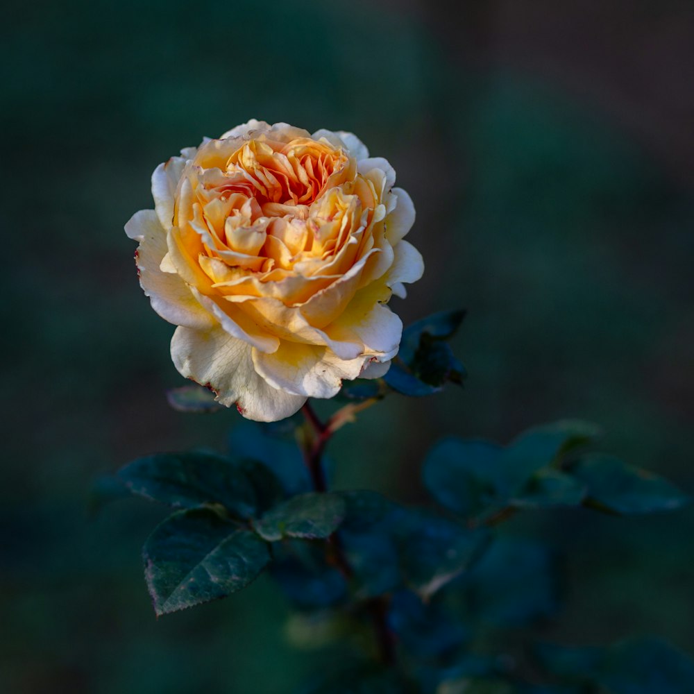 a yellow rose with green leaves