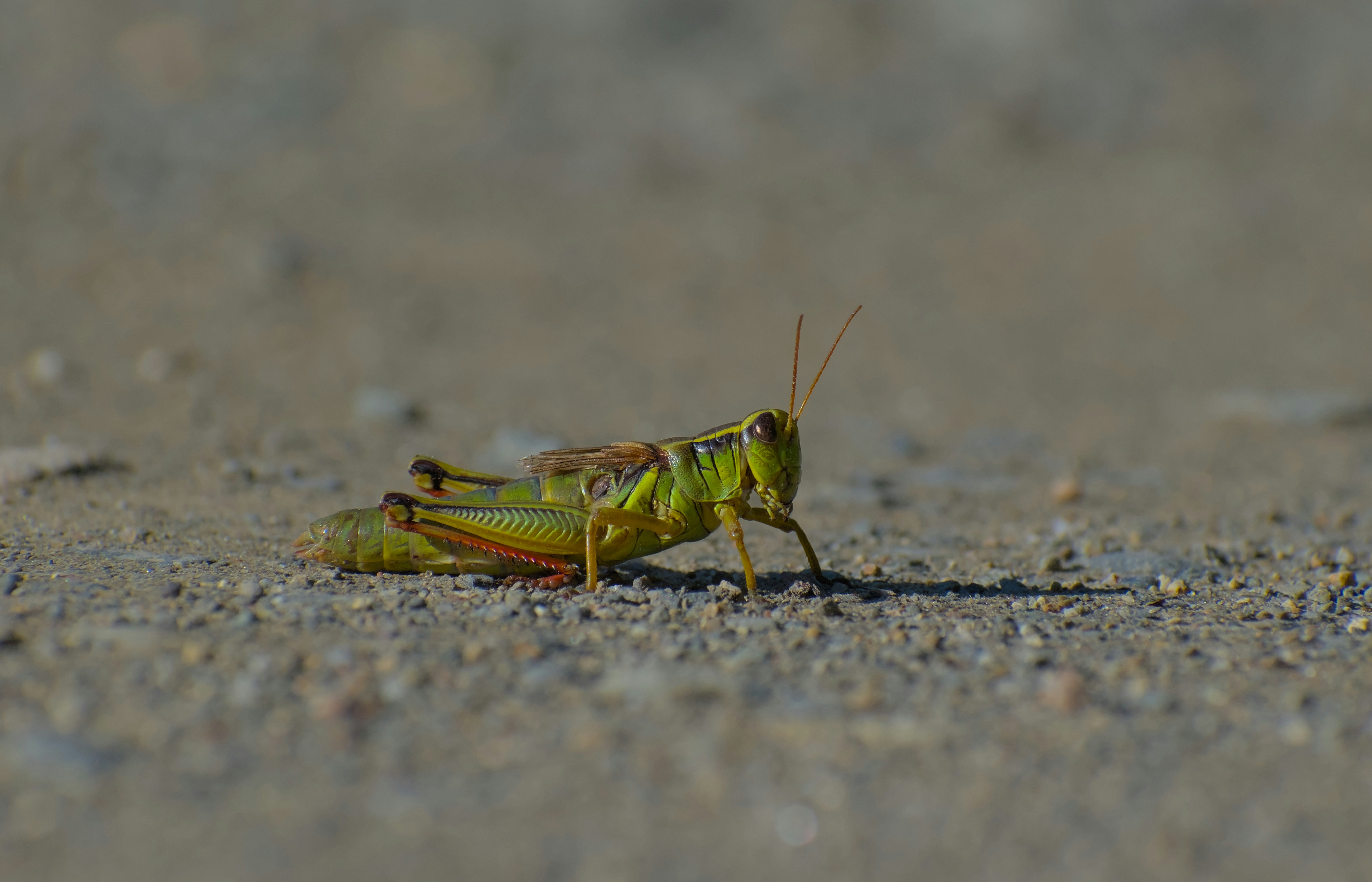 a yellow and black insect