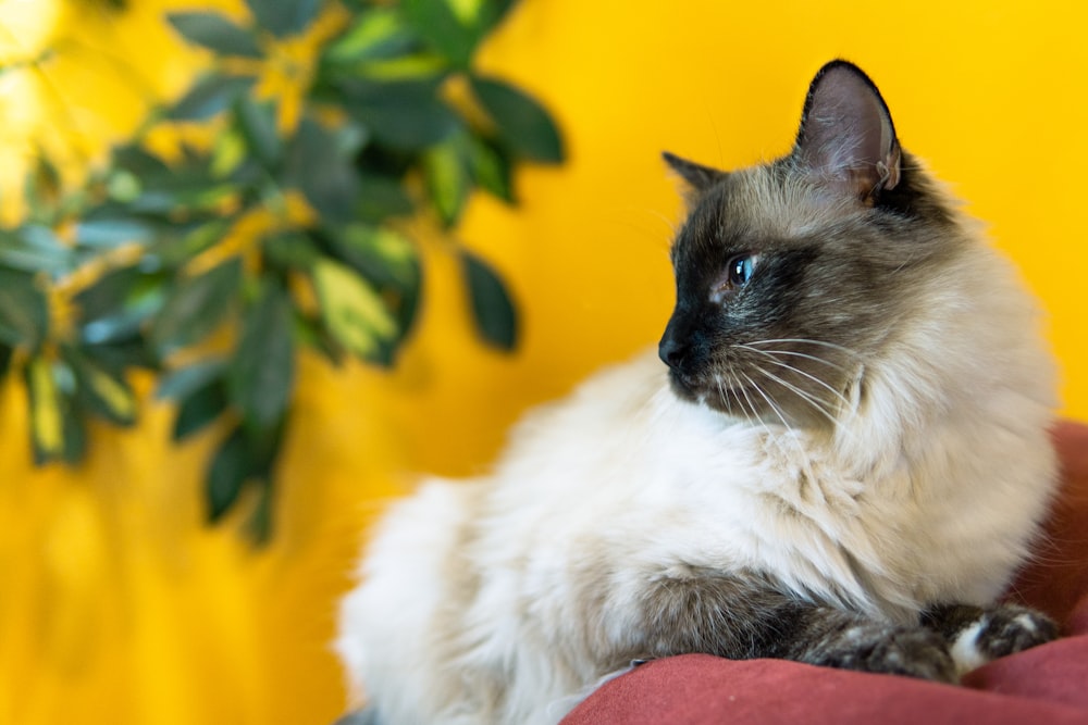 a cat sitting on a chair