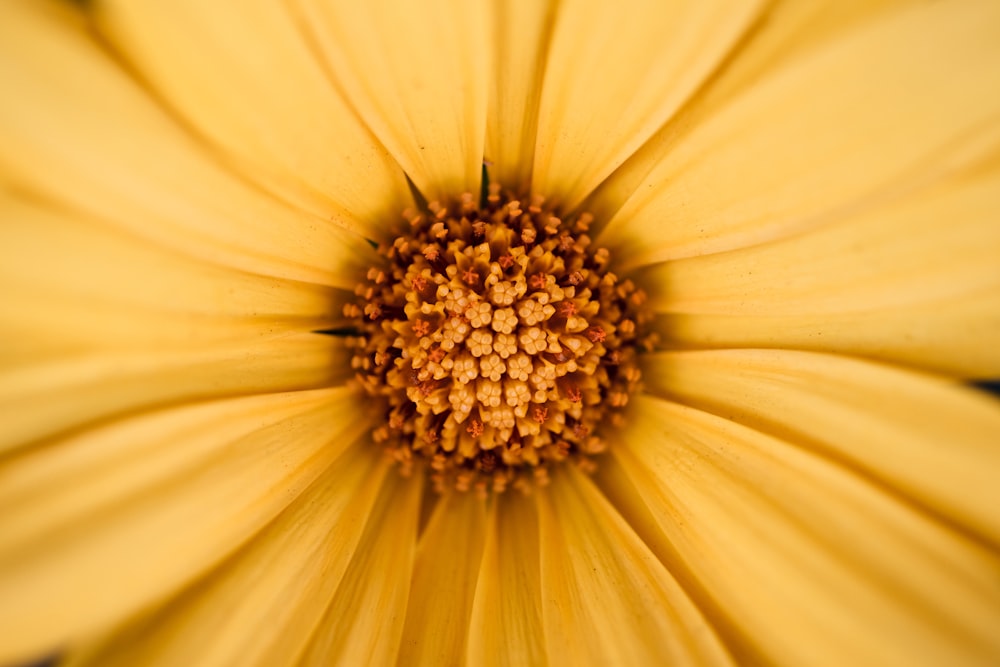 a close up of a yellow flower