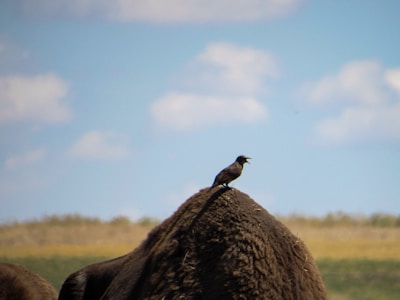 A bird is perched on the back of a large, furry animal in a natural landscape. The sky is blue with some fluffy clouds, creating a serene setting.