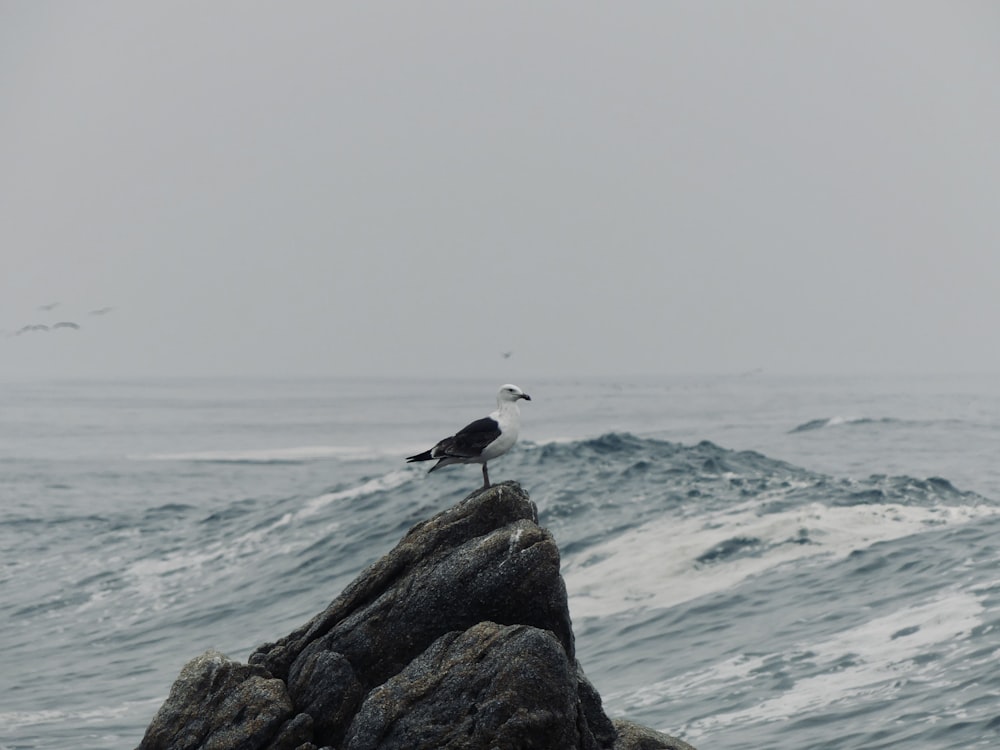 a bird on a rock in front of the ocean