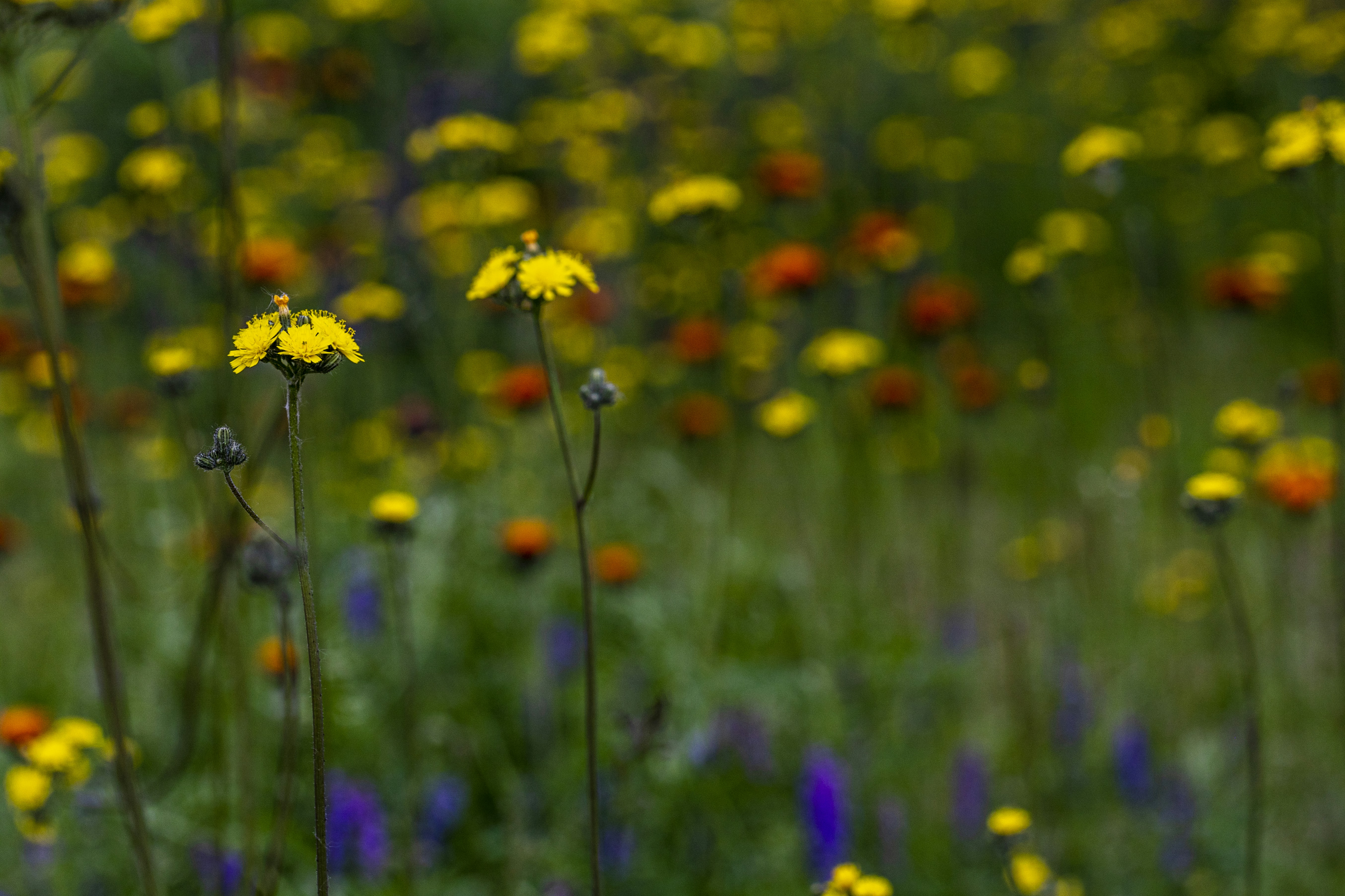 Photo by camerauthor