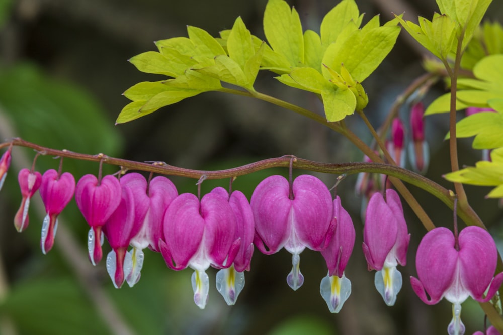 a bunch of pink flowers hanging from a tree branch