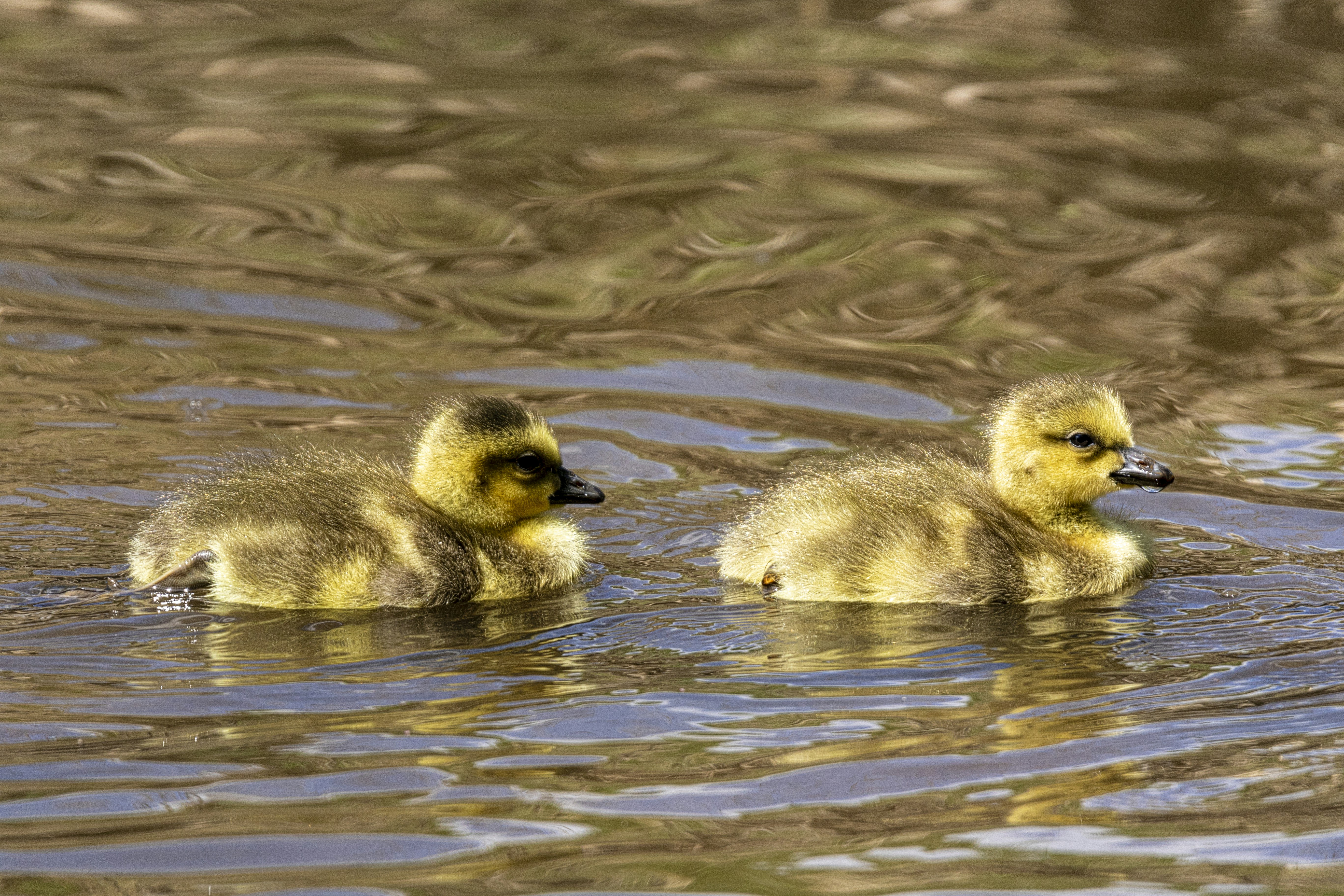 Photo by camerauthor