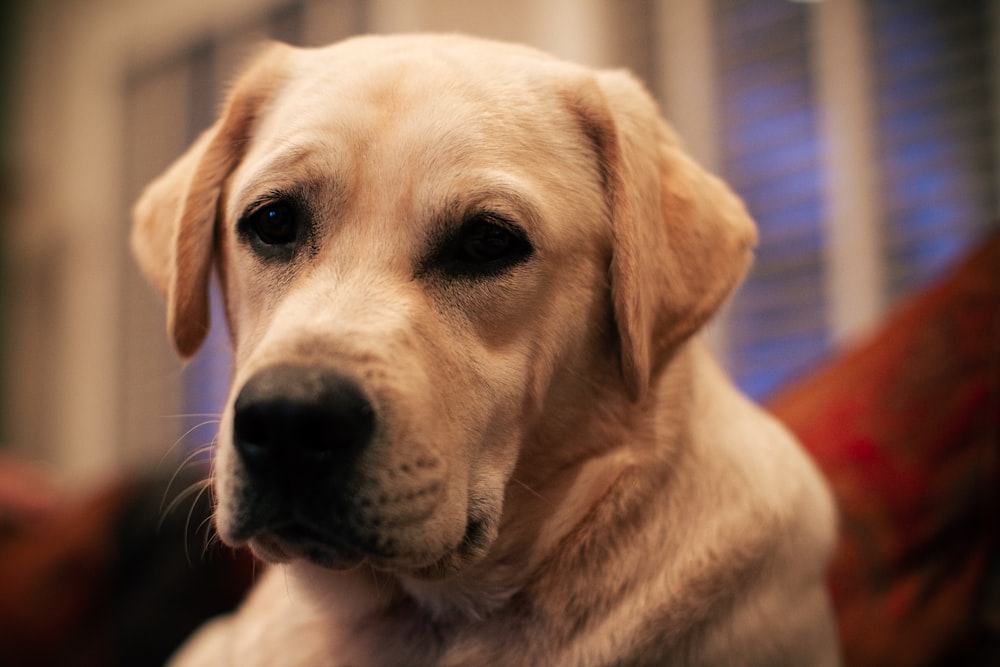 a dog looking at the camera