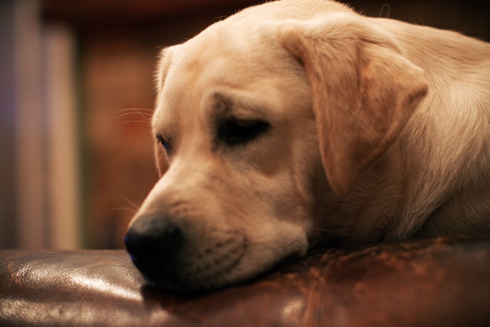 a dog lying down